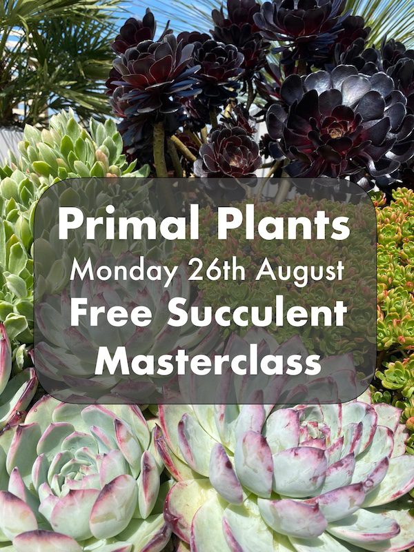 FINISHED Free Succulent Masterclass at the Primal Plants nursery